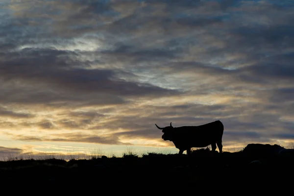 photograph of bull against the light in the mountains just at sunset
