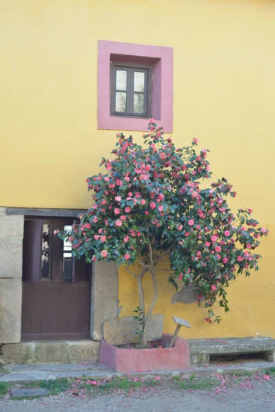 Blommande Kamelia Den Övergivna Byn Granadilla Caceres Extremadura — Stockfoto