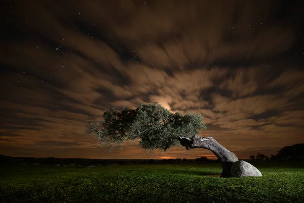 Extremadura 'daki Ceclavin' in çayırında yıldızların ve meşenin gece fotoğrafları.