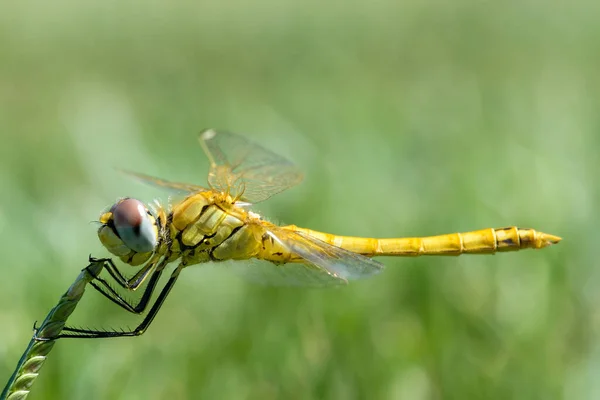 Libellule Perchée Sur Tige Herbe — Photo