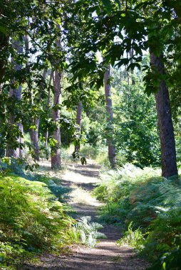 Tipik Akdeniz çamı ve eğreltiotu ormanı