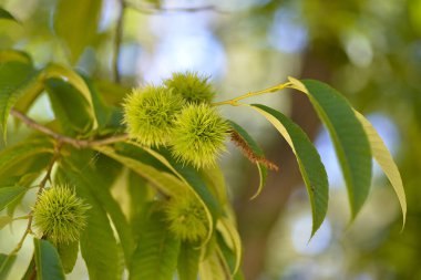 Açılmamış yeşil kestane rengi kirpiler..