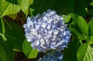 Ortanca, genellikle ortanca olarak bilinen süs bitkilerini içerir..