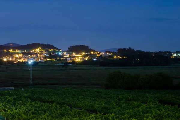 Albario Rias Baixas beyaz şarap sarmaşıkları.