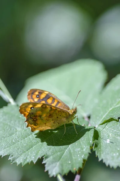 Pomarańczowy Motyl Paski Jak Tygrys Zielonym Liściu — Zdjęcie stockowe