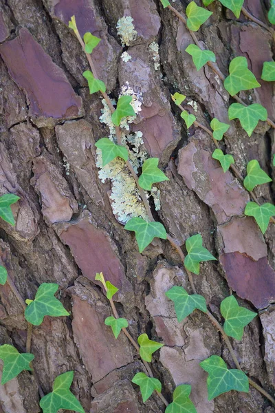 Ivy Climbing Bark Pine — Stock Photo, Image