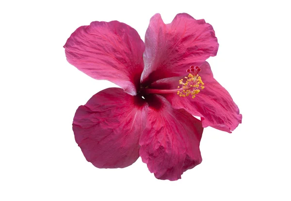 Pembe hibiscus çiçek üzerinde beyaz izole. nesneleri kırpma yolları ile.