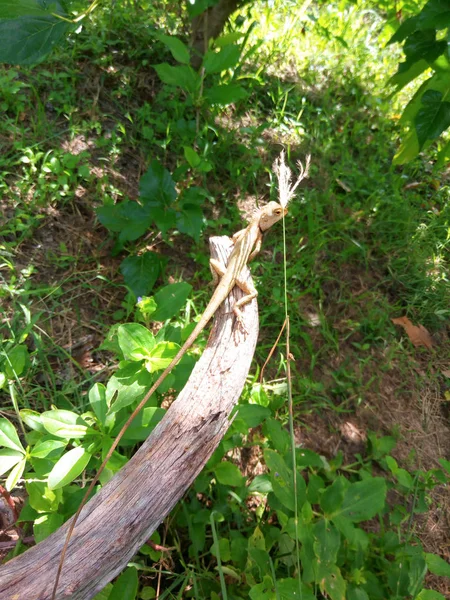 Lézard Jardin Oriental Sous Lumière Soleil Dans Jardin Tropical Faune — Photo