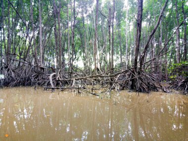 görüntülemek bulut mavi gökyüzü ile mangrov ağaç alan, mangrov orman doğa korumak