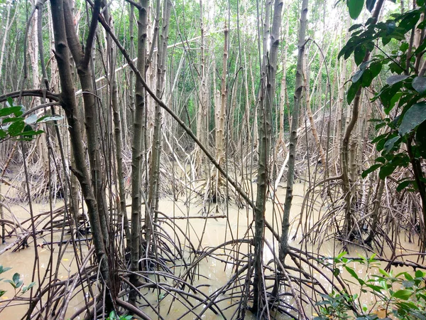 Melihat Padang Pohon Bakau Dengan Awan Langit Biru Hutan Bakau — Stok Foto