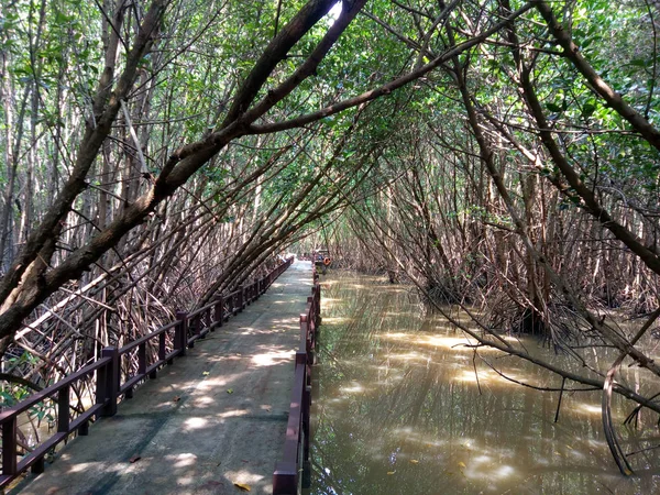 Visa Mangrove Träd Fält Med Moln Blå Himmel Mangroveskog Nature — Stockfoto