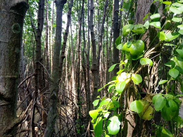Visa Mangrove Träd Fält Med Moln Blå Himmel Mangroveskog Nature — Stockfoto