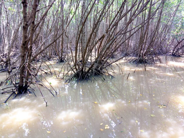 Melihat Padang Pohon Bakau Dengan Awan Langit Biru Hutan Bakau — Stok Foto