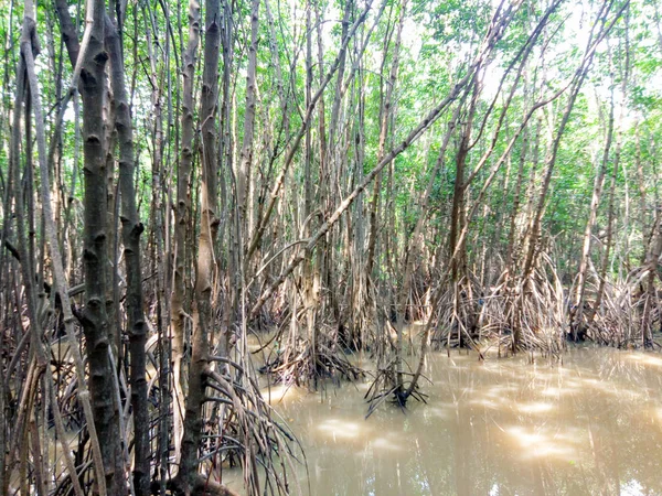 Melihat Padang Pohon Bakau Dengan Awan Langit Biru Hutan Bakau — Stok Foto