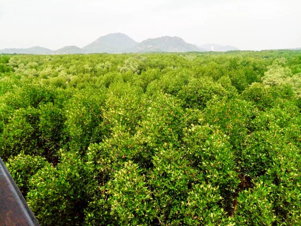 Melihat Padang Pohon Bakau Dengan Awan Langit Biru Hutan Bakau — Stok Foto