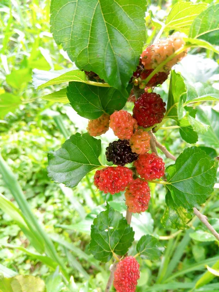 Mullbärsfrukt Och Gröna Blad Trädet Mullbär Detta Frukt Och Kan — Stockfoto