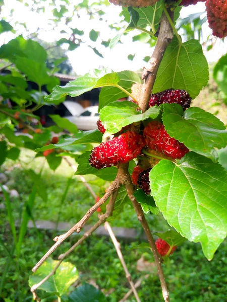 Mulberry Fruit Green Leaves Tree Mulberry Fruit Can Eaten Have — Stock Photo, Image