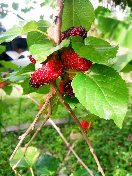 Fruits Mûrier Feuilles Vertes Sur Arbre Mûrier Est Fruit Peut — Photo