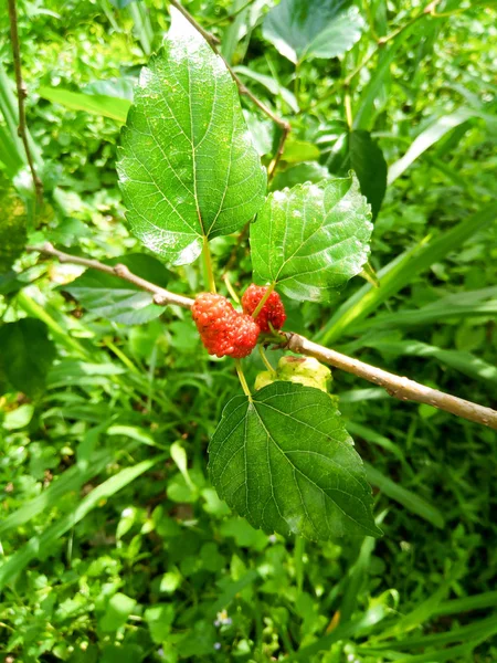 Mulberry Fruit Green Leaves Tree Mulberry Fruit Can Eaten Have — Stock Photo, Image