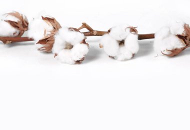 Beyaz boşluk mavi zemin üzerine pamuk çiçek şube.