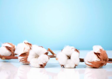 Tablo boş alanı mavi zemin üzerine pamuk çiçek şube.