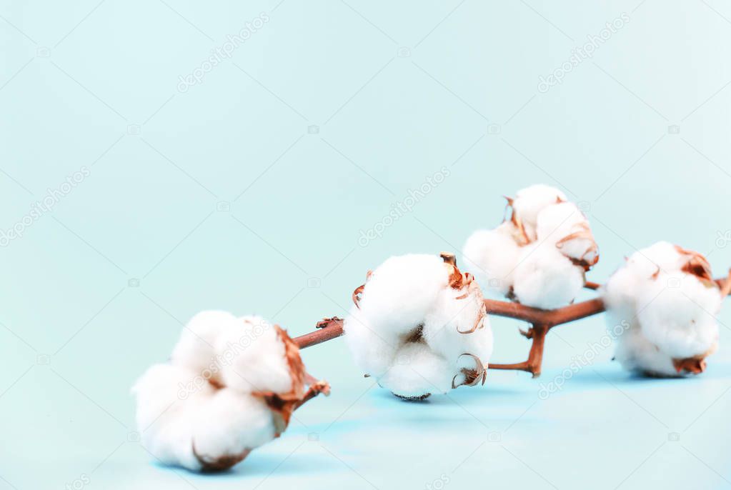 Cotton flower branch on empty space blue background.