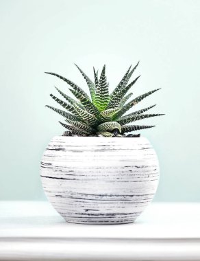 Bir pot closeup sulu kaktüs. Yeşil bitki.