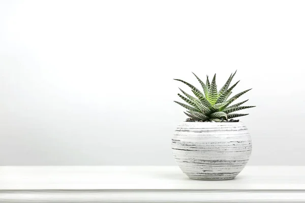 Zamatos Cactus Egy Pot Vértes Ban Zöld Növény Fehér Háttér — Stock Fotó