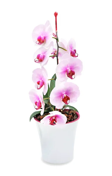 Orchid in pot isolated.Phalenopsis blossom. — Stock Photo, Image