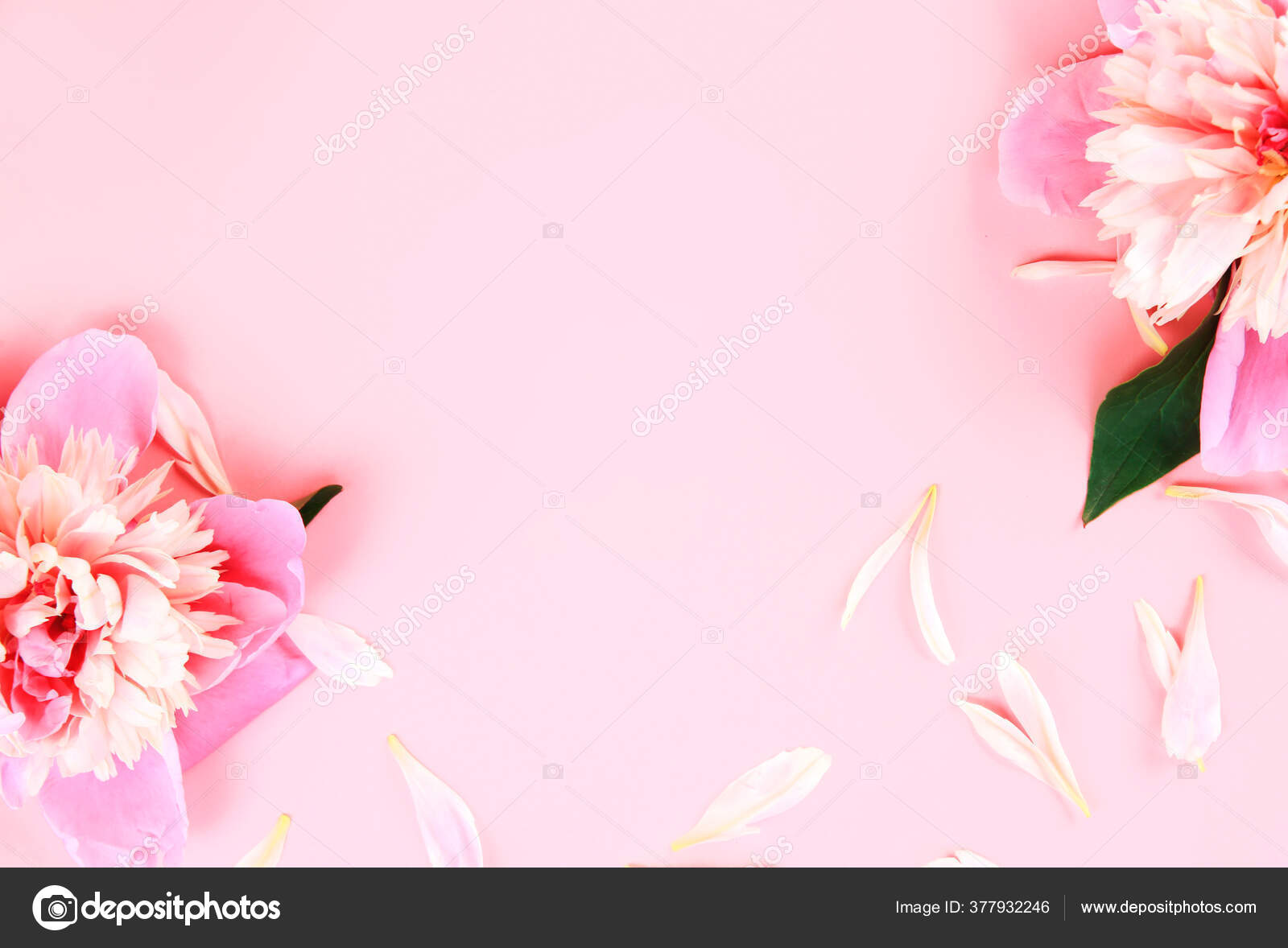 粉色背景的牡丹花朵母亲节贺卡背景花朵质感春天框架婚礼浪漫装饰 图库照片 C Nys