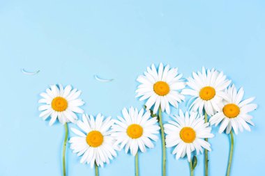 Papatya çayı, mavi arka planda papatyalar, boş fotokopi alanı arka fon. Anneler günü, tatil kartı. Duvar kağıdı..