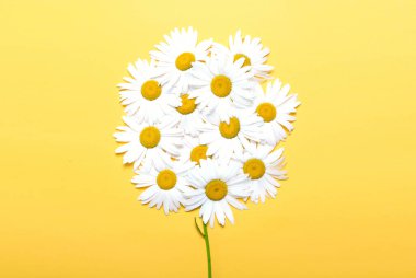 Sarı arkaplanda papatya çiçeği, papatya çiçeği, papatya süsleme afişi. Çiçek dekoru. Doğum günü kartı..