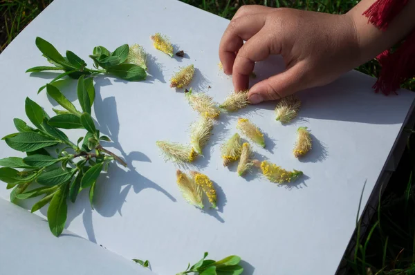 Mão Uma Menina Que Coloca Folhas Salgueiro Verde Flores Álbum Fotografia De Stock