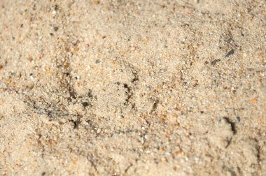 Kirli kum, kumlu arka plan güneşli bir bahar gününde yakın plan, çöl.