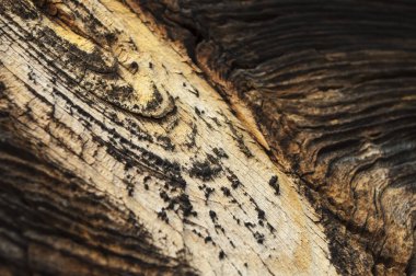 Koyu kahverengi eski ahşap bir duvarın parçaları. Parlak sarı bir düğüm ve yakın plan reçine.