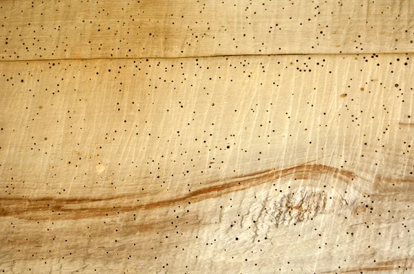 딱정벌레의 무늬가 나무의 목재에 손상을 입힌다 로열티 프리 스톡 사진