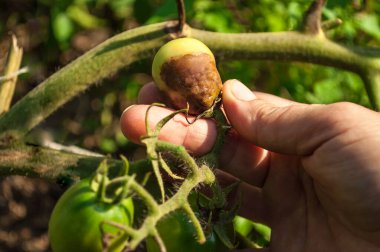 Bir avuç domates tutan insan avucunun parçası. Domateslerden biri geç yanıktan etkilenmiş. Domates hastalıkları: geç teşhis