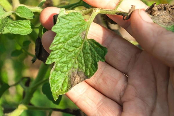 Domates hastalıkları: geç teşhis. Bitkinin yaprakları geç tahribattan etkilenir. Fotoğraf, etkilenmiş yaprağı tutan bir kadının avuç içinin bir kısmını gösteriyor.