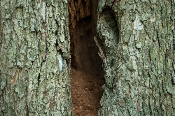 Çürümüş Bir Gövdesi Olan Yaşlı Bir Ağaçta Bir Kusur Kuru — Stok fotoğraf