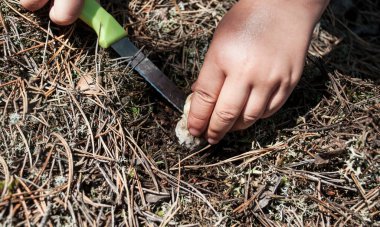 Küçük kız çam iğnelerinin arka planında küçük beyaz bir mantar kesiyor. Bir çocuğun elinin mantarın köküne yakın bir yerde bıçak tuttuğunu görebilirsiniz.