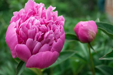 Kartpostal, arkaplan, duvar kağıdı için bulanık yeşil arkaplan üzerine yakın pembe bir şakayık çiçeği gösterir