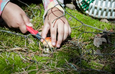 Çocuk, mantar mevsiminde ormanda parmaklarıyla bulunan mantarı büyük bir ilgiyle tutuyor.