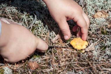 Çocuk elinde bulunan bir mantarı tutuyor. Fotoğrafta mantar mevsiminde orman toprağının arka planında el ve mantarlar görülüyor.