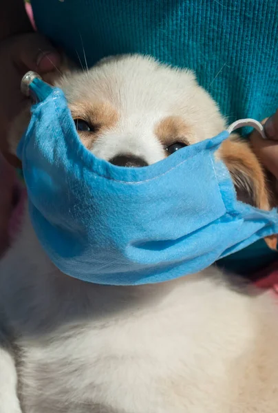 Bebeğin köpekle oynaması, kızın köpek maskesi takması, koronavirüs konsepti. Enfeksiyona karşı mavi koruyucu maske