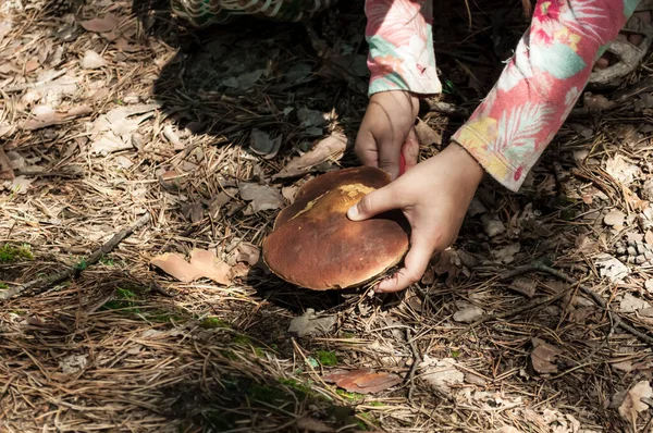 Çocuk elinde bulunan bir mantarı tutuyor. Fotoğrafta mantar mevsiminde orman toprağının arka planında el ve mantarlar görülüyor.