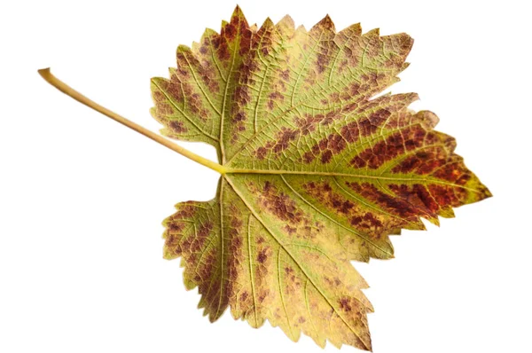 Outono Folha Uva Lado Interno Amarelo Verde Laranja Cores Isolamento — Fotografia de Stock