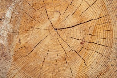 Doku, yüzük ve çatlaklarla düzensiz bir çam ağacı kesiği. Brown, ön fotoğraf.