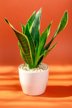 Beyaz tencerede, turuncu bir arka planda, güneş ışığında ev çiçeği. Sansevieria 'da. Sulu bitkiler.