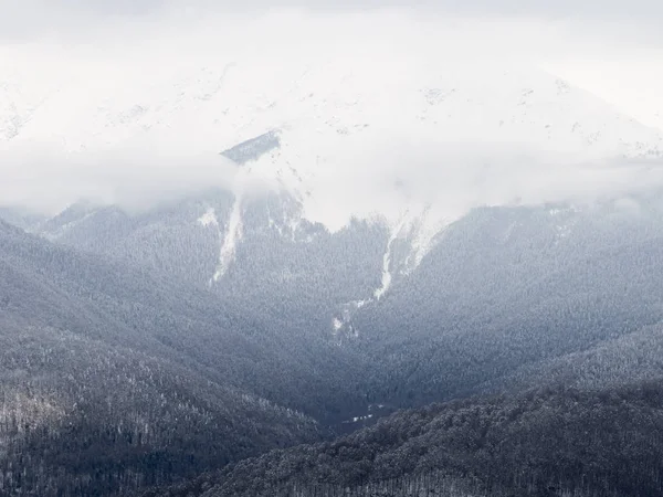 Високі Гори Вкриті Ліс Сніг Дощ Горах Росія Росія — стокове фото