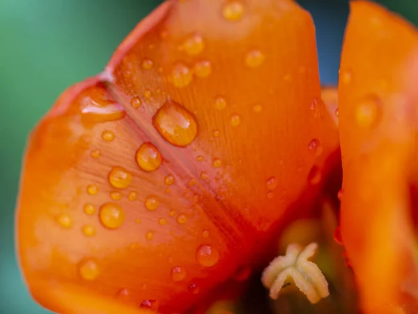 Abstraction Drops Water Delicate Petals Red Tulip Light Green Background — Stock Photo, Image